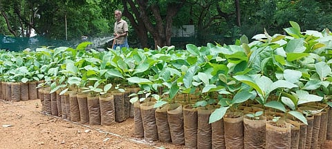 வன வளர்ப்புத் திட்டத்தின் கீழ் காடுகளுக்குள் நடவு செய்ய வனத்துறை சார்பில் உற்பத்தி செய்யப்பட்டு வரும் மரக்கன்றுகள்.