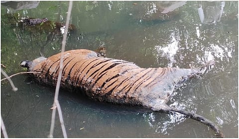 உயிரிழந்த புலி