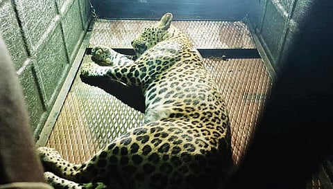 திருப்பத்தூர் மக்களை அச்சத்தில் ஆழ்த்திய சிறுத்தை மயக்க ஊசி செலுத்தி பிடிக்கப்பட்டது.