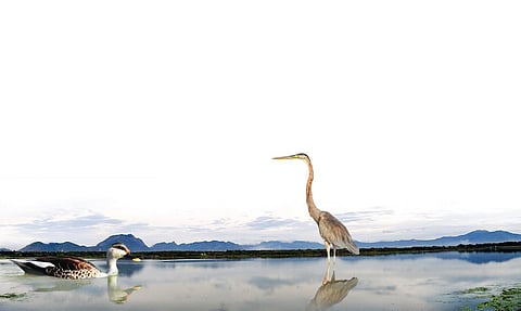 புள்ளி மூக்கு வாத்து, செந்நீலக் கொக்கு