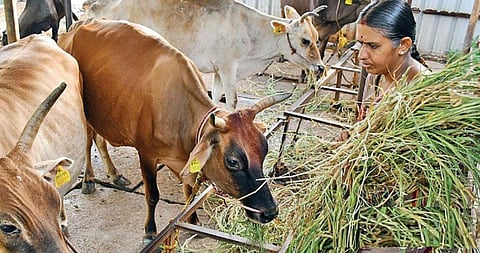 படம்: எஸ்.கிருஷ்ணமூர்த்தி