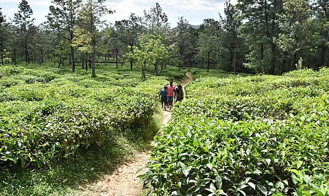 மாஞ்சோலை தேயிலை தோட்டத்தை எடுத்து நடத்துவது ‘டான்டீ’ அதிகார வரம்புக்கு உட்பட்டது அல்ல: அரசு தகவல்