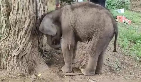 முதுமலையில் பராமரிக்கப்பட்டு வந்த தாயிடம் இருந்து பிரிந்த குட்டி யானை உயிரிழப்பு