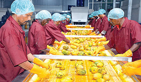 கிருஷ்ணகிரி பையூரில் உள்ள  நிறுவனத்தில்  மாங்கூழ் தயாரிக்கும் பணியில் ஈடுபட்டுள்ள தொழிலாளர்கள்.