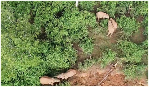 யானைகள்