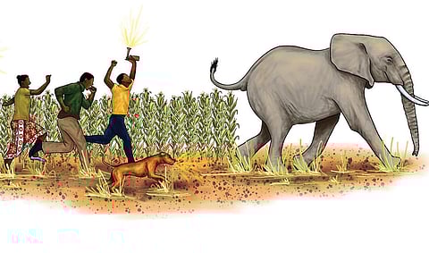 மாறிவரும் யானைகளின் போக்கும் பலியாகும் பழங்குடிகளும்