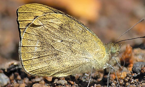 ‘பாரிஸ் பீகாக்’ முதல் ‘தமிழ் மறவன்’ வரை - முதுமலையில் வகை, வகையாக வண்ணத்துப்பூச்சிகள்!