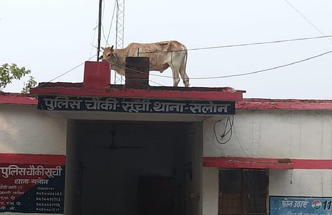 உ.பி. காவல்நிலைய மேற்கூரையின் மீது ஏறிய காளையால் பரபரப்பு: வைரல் வீடியோ