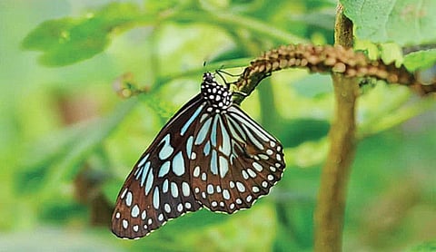 மதுரையில் அமையுமா வண்ணத்துப் பூச்சி பூங்கா?