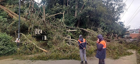 நீலகிரியில் சூறாவளி காற்று: உதகை உள்ளிட்ட 4 வட்டங்களில் பள்ளிகளுக்கு விடுமுறை