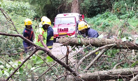 மலை ரயில் பாதையில் மரங்கள் விழுந்ததால் உதகை - குன்னூர் ரயில் ரத்து