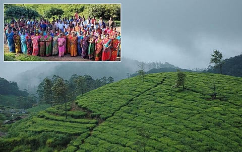 மாஞ்சோலை தேயிலை தோட்டத்தை ஏற்று நடத்த முடியாது: உயர் நீதிமன்றத்தில் அரசு தகவல்