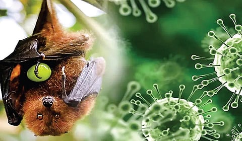 மீண்டும் பரவும் நிபா வைரஸ்