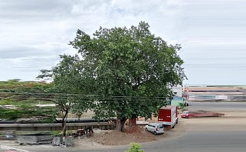 105 வயது ஆலமரம் - மதுரை மீனாம்பாள்புரம்