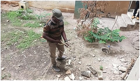 பிடிபட்ட பாம்பை அப்புறப்படுத்திய வனத்துறை