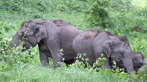 பிரதிநிதித்துவப் படம்