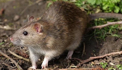 ராயப்பேட்டை எஸ்பிஐ வங்கியில் ‘எலி’யால் ஒலித்த பாதுகாப்பு அலாரம்