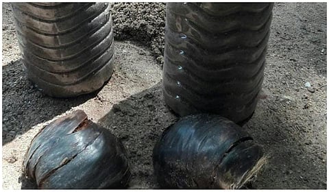 பிளாஸ்டிக் குடுவையில் பனங்கிழங்கு விவசாயம்: சுற்றுச்சூழல் ஆர்வலரின் வித்தியாச முயற்சி