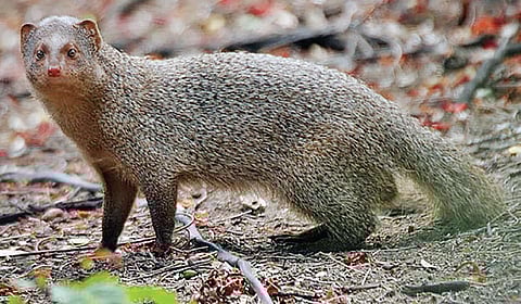 கீரிப்பிள்ளை