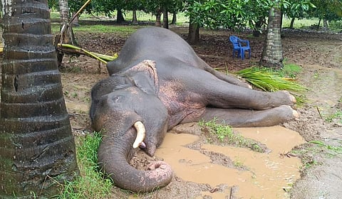 உயிரிழந்த யானை.