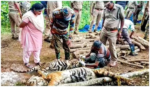 கூடலூரில் 2 புலிகள் விஷம் வைத்துக் கொலை: போலீஸ் விசாரணை