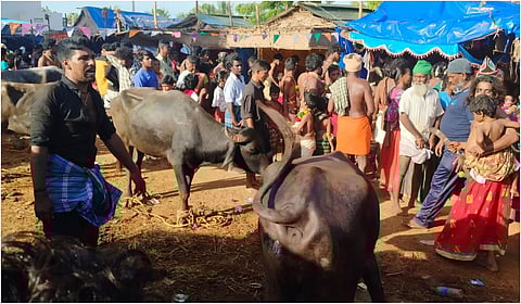 நரிக்குறவர்கள் விநோத வழிபாடு