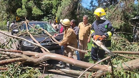 குன்னூர் - கோத்தகிரி சாலையில் ராட்சத மரம் விழுந்து கார் சேதம்: போக்குவரத்து பாதிப்பு