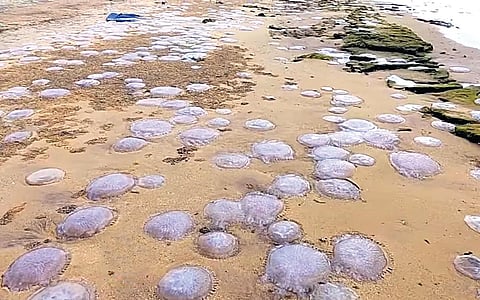 மன்னார் வளைகுடா கடற்கரைப் பகுதியில் கரை ஒதுங்கிய ஜெல்லி மீன்கள்.(கோப்பு படம்).