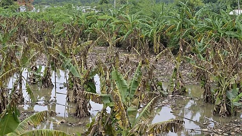 ஆந்திர வெள்ளத்தில் 2 லட்சம் ஏக்கர் பயிர்கள் நாசம்: சில மாவட்டங்களில் மீண்டும் கன மழை