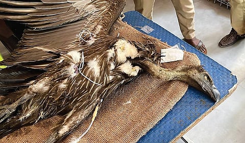 பாறு கழுகும் ஜான்சிங் நெஞ்சில் தைத்த முள்ளும்