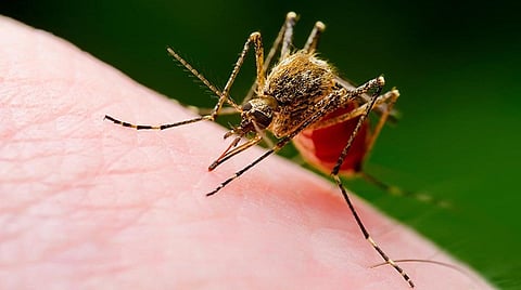 சென்னை தேனாம்பேட்டையில் டெங்கு மரபணு பகுப்பாய்வு கூடம்: 3 நாட்களில் பயன்பாட்டுக்கு வரும்