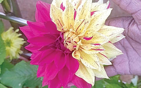 உதகை தாவரவியல் பூங்காவில் பார்வையாளர்களை கவர்ந்த இருவண்ண டேலியா மலர்கள்