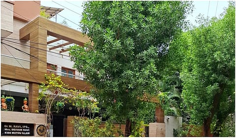 நீலங்கரை பகுதியில் வளர்ந்துள்ள கோனோகார்பஸ் மரங்கள்