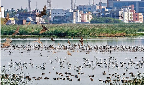 பெருநகரமும் பறவைகளும் - ஒரு பார்வை