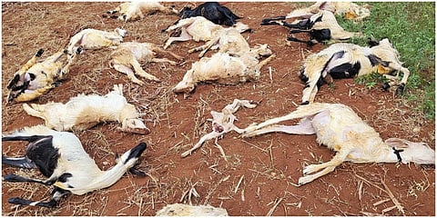 காங்கயம் அருகே நாய்கள் துரத்தியதில் கிணற்றுக்குள் விழுந்த 16 ஆடுகள் உயிரிழந்தன.