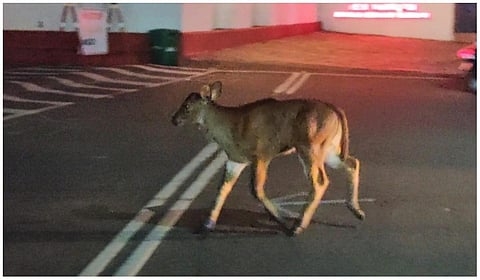 கன்றுக்குட்டி