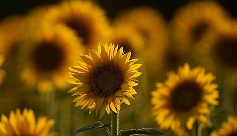 சூரியகாந்தி பூவைப் போல் இருங்கள்