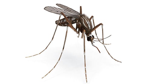 கொசுக்களை வளர்த்தெடுக்கும் காலநிலை மாற் றம்!