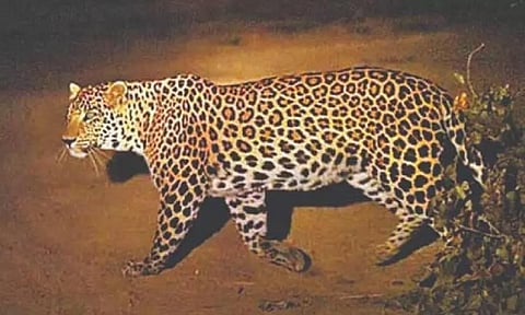 சேலத்தில் மீண்டும் சிறுத்தை நடமாட்டம்: கூண்டு, கேமரா பொருத்தி வனத்துறை கண்காணிப்பு