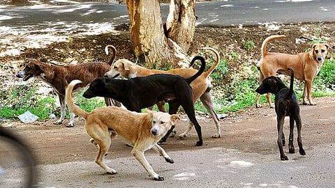 தெரு நாய் பிரச்சினைக்குத் தீர்வு எப்போது?