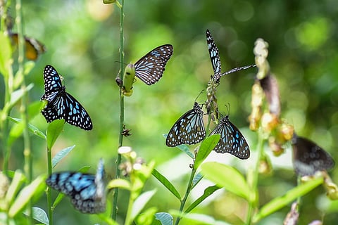 குன்னூர் காட்டேரி பூங்காவில் குவிந்துள்ள பட்டாம்பூச்சிகள்.