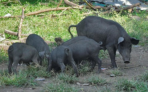 கோப்புப் படம்