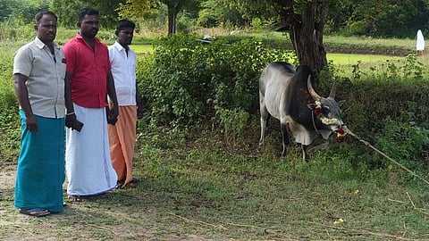 மணப்பாறையில் ரூ.90,000-க்கு ஏலம் போன ஜல்லிக்கட்டு காளை - பணத்தில் அன்னதானம் வழங்க முடிவு