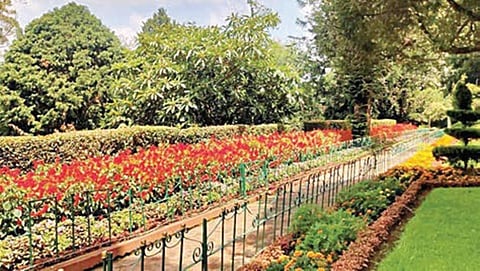 ஆயிரக்கணக்கான மலர்கள் பூத்துக் குலுங்கி ரம்மியமாக காட்சியளிக்கும் குன்னூர் சிம்ஸ் பூங்கா.