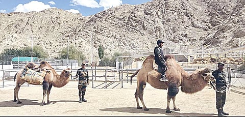 சீன எல்லை பகுதிகளில் இரட்டை திமில் ஒட்டகங்களில் ரோந்து