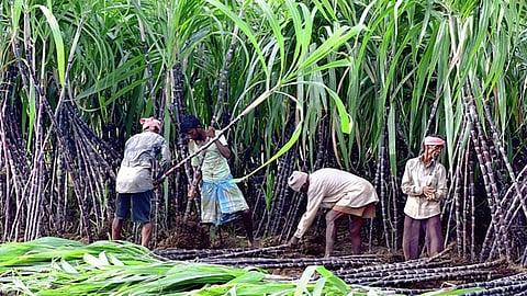 கரும்பு விவசாயிகளுக்கு ரூ.247 கோடி சிறப்பு ஊக்கத் தொகை: தமிழக அரசு உத்தரவு