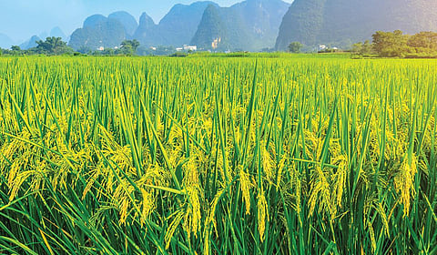 நிலம் கையகப்படுத்துவதில் நிகழ்த்தப்படும் அநீதி