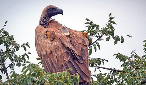 ஜிபிஎஸ் கருவி பொருத்தப்பட்ட கழுகு. (மாதிரி படம்)