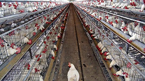 கோழிப் பண்ணை | மாதிரிப் படம்