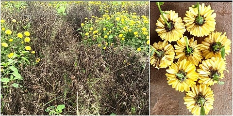 தேனி மாவட்டத்தில் பெய்து வரும் கனமழையால் பூச்செடிகள் அழுகி வருவதால் விவசாயிகள் கவலை அடைந்துள்ளனர்.